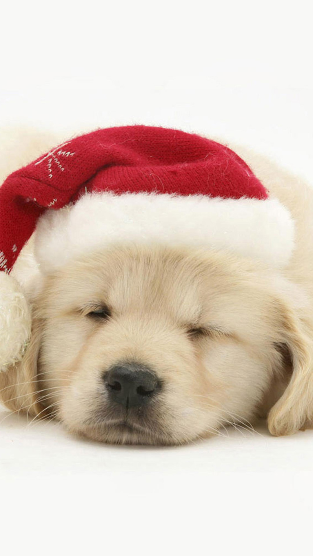 Cute Puppy In Christmas Hat iPhone Wallpaper