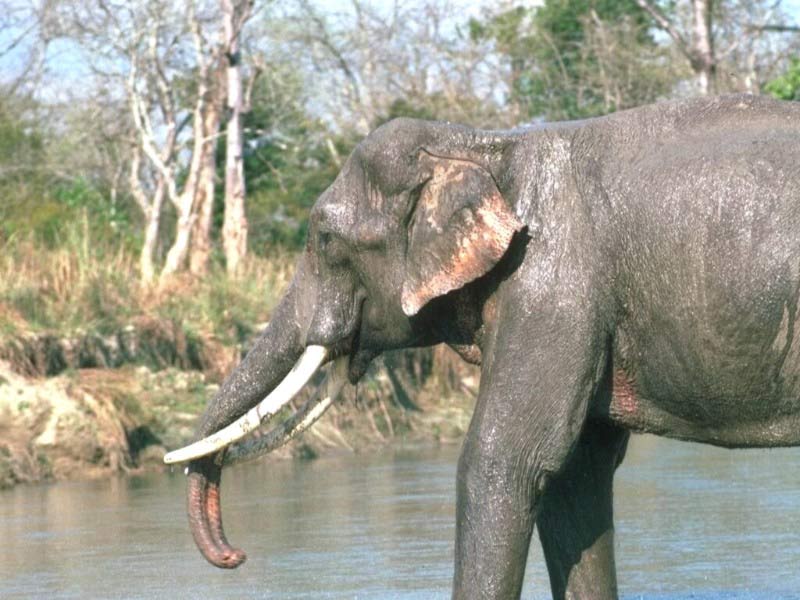 Lovely Elephants In Amazing 7art Screensavers Slide Show Screensaver