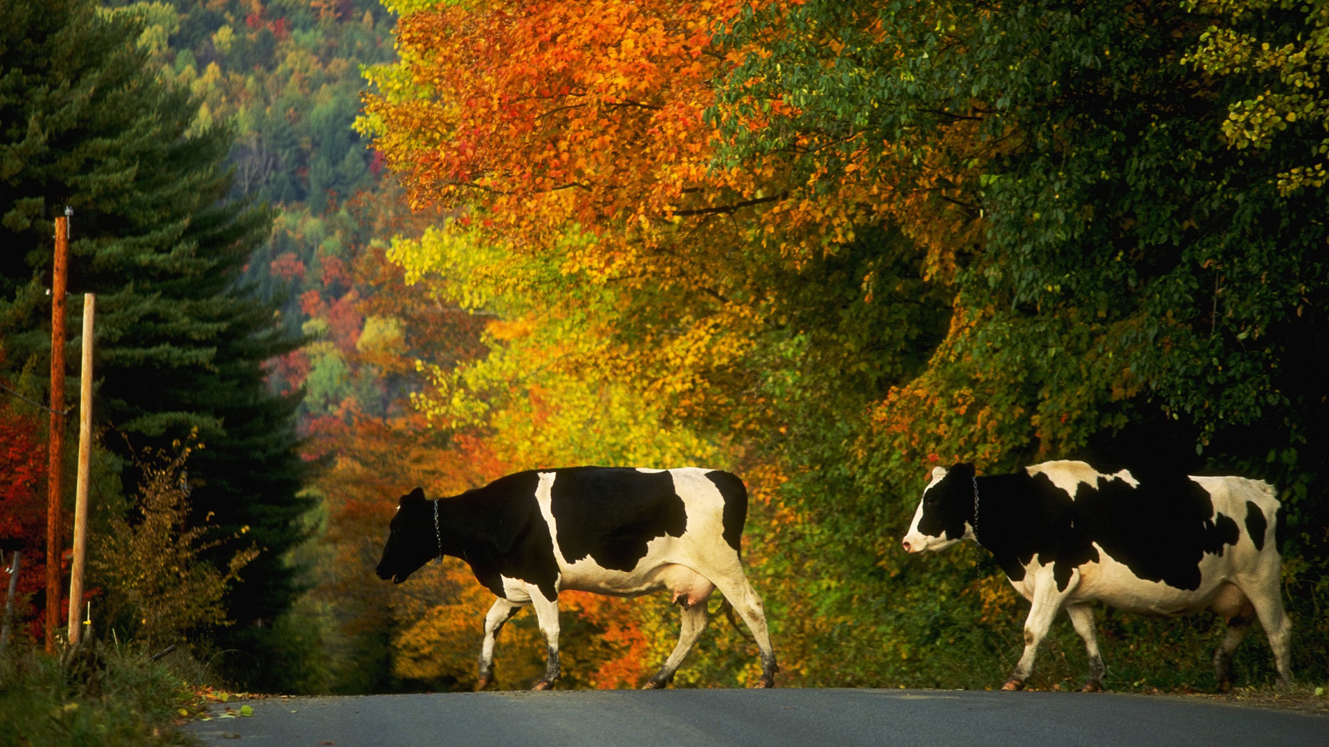 Autumn And Milk Cow Wallpaper