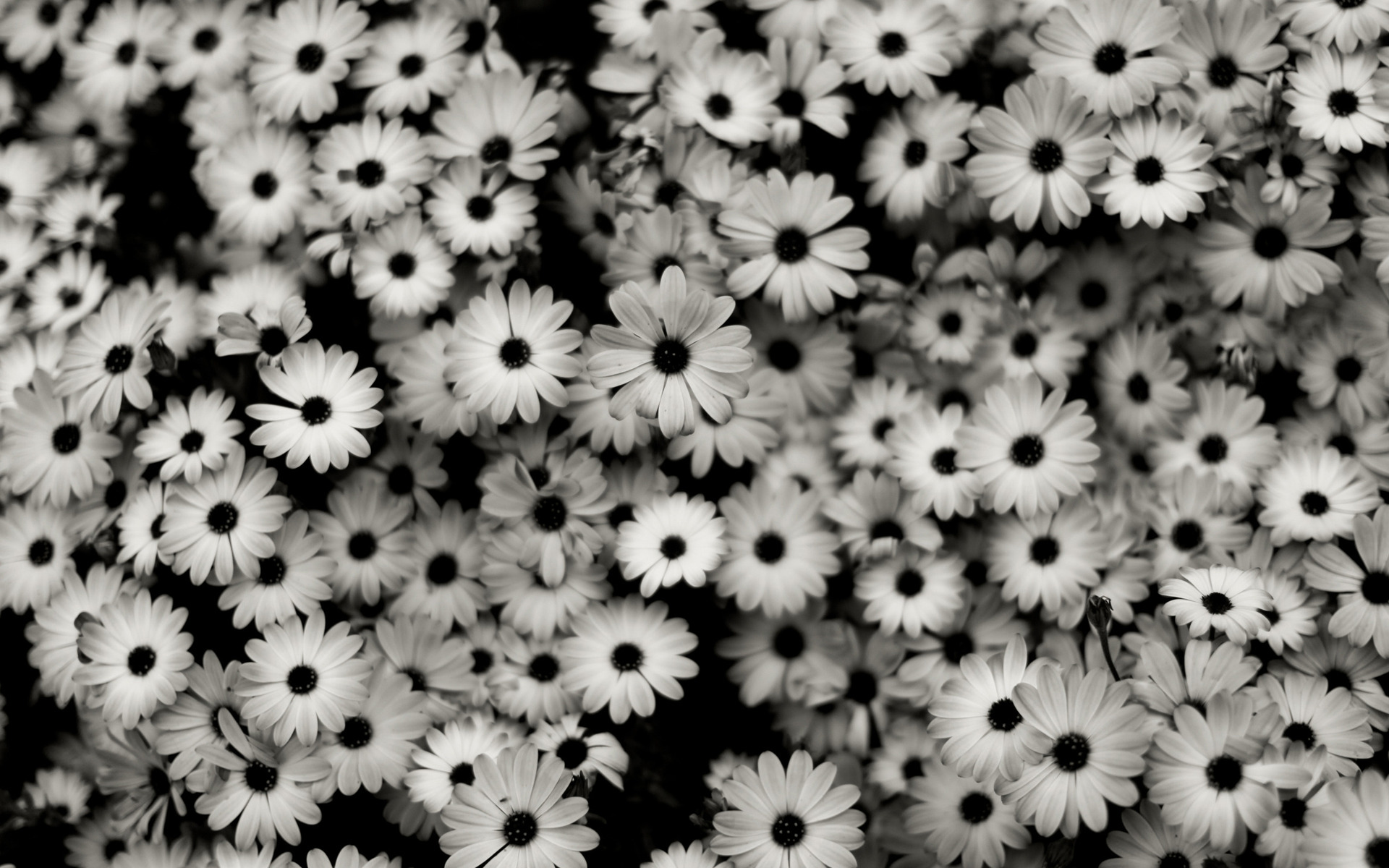 Black And White Flowers Wallpaper Image