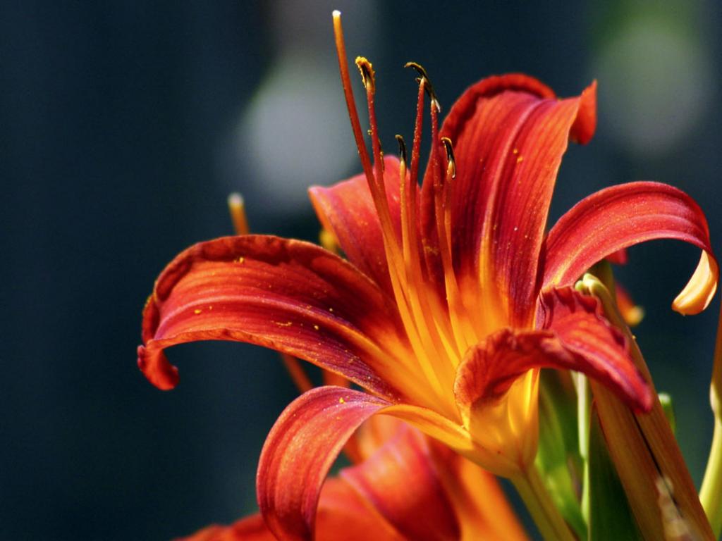 red lilies flowers wallpaper red lilies flowers wallpaper red lilies 1024x768