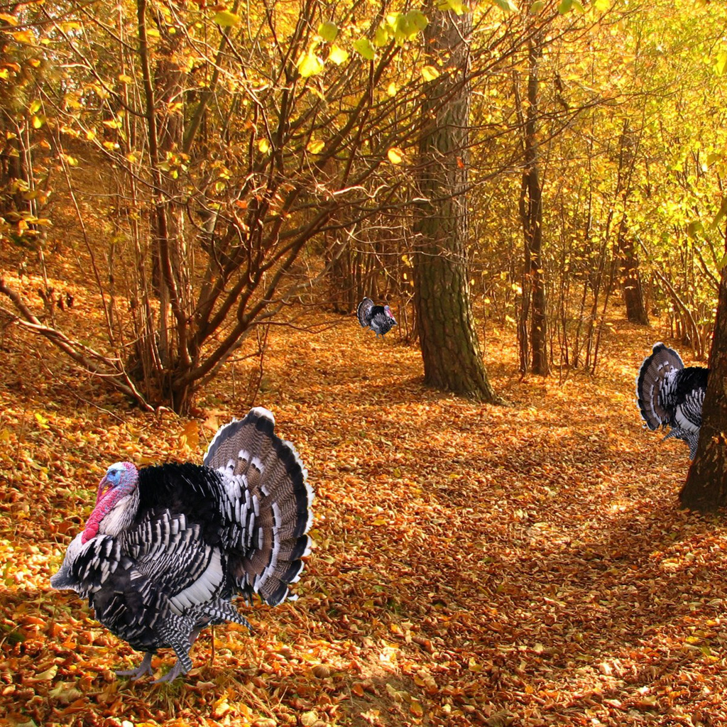 Desktop Wallpaper Thanksgiving Turkey Background X Kb