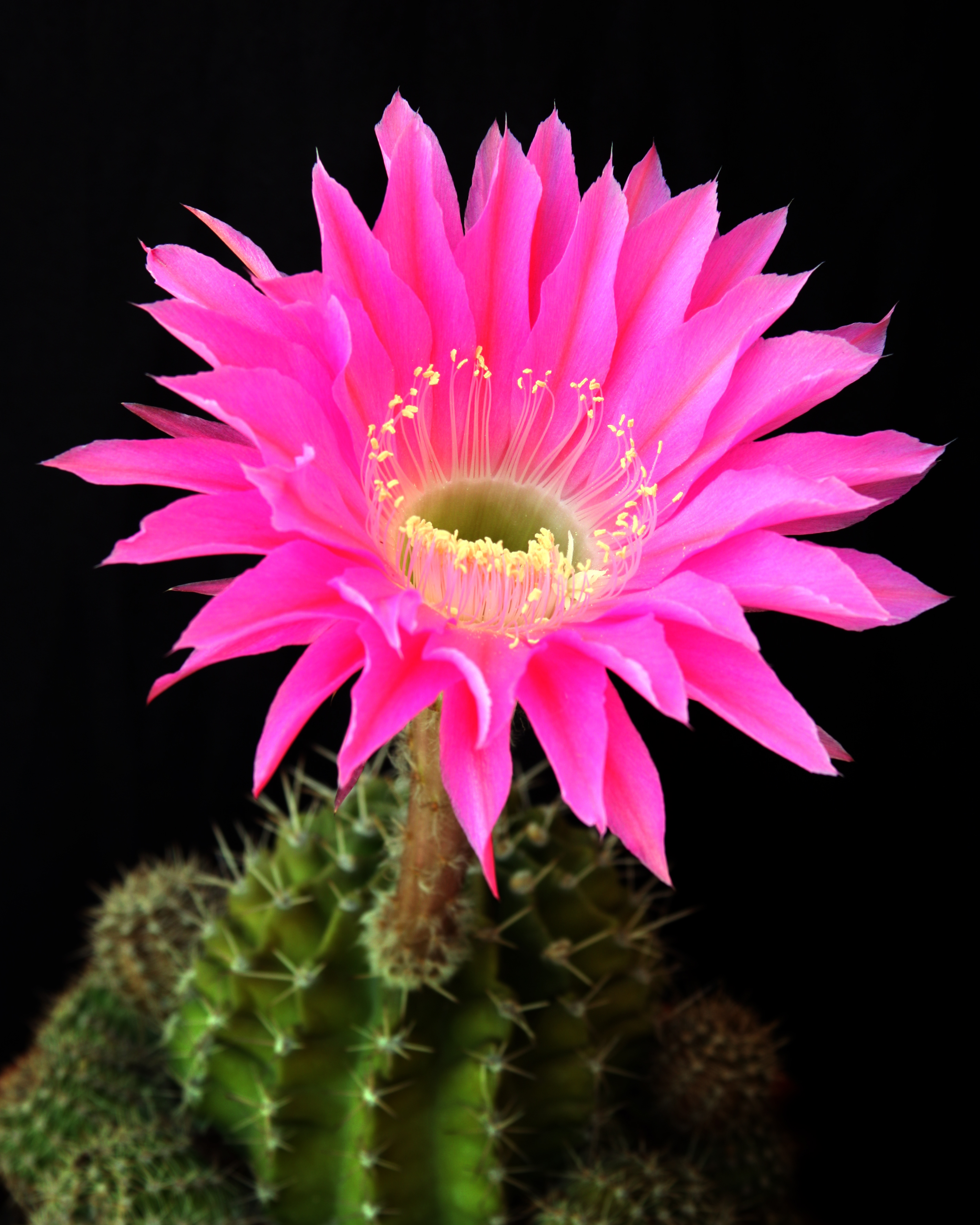 File Cactus Flower Unidentified Jpg Wikipedia The Encyclopedia