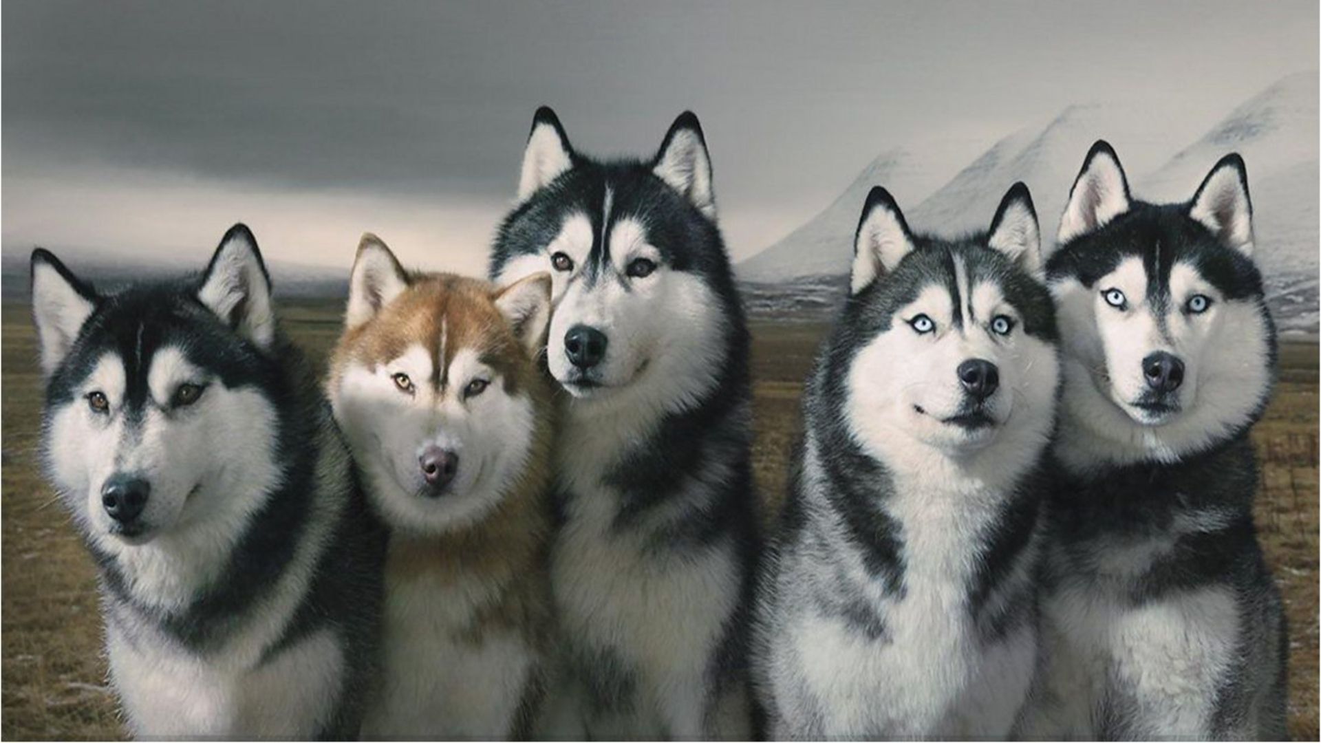 Siberian Husky Wallpaper Full HD Desktop Res