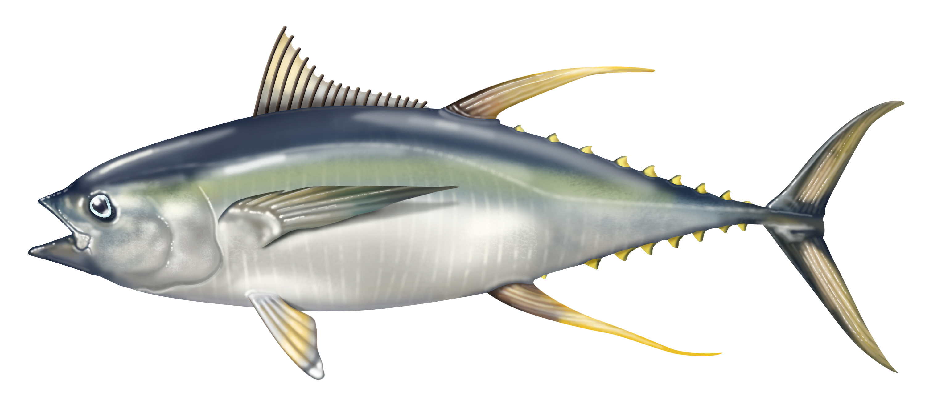 Tổng hợp nhiều hơn 128 hình nền tuna mới nhất  thpthaibatrungeduvn