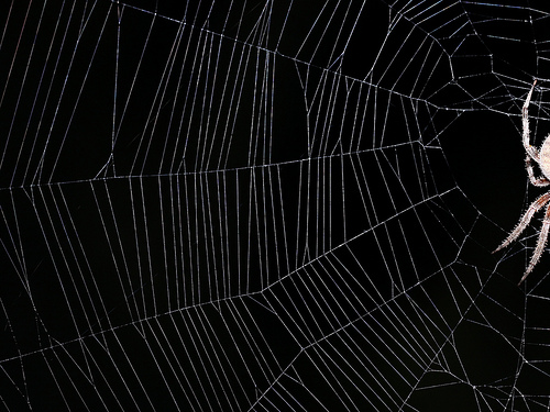 Spiderweb Background Iii Photo Sharing