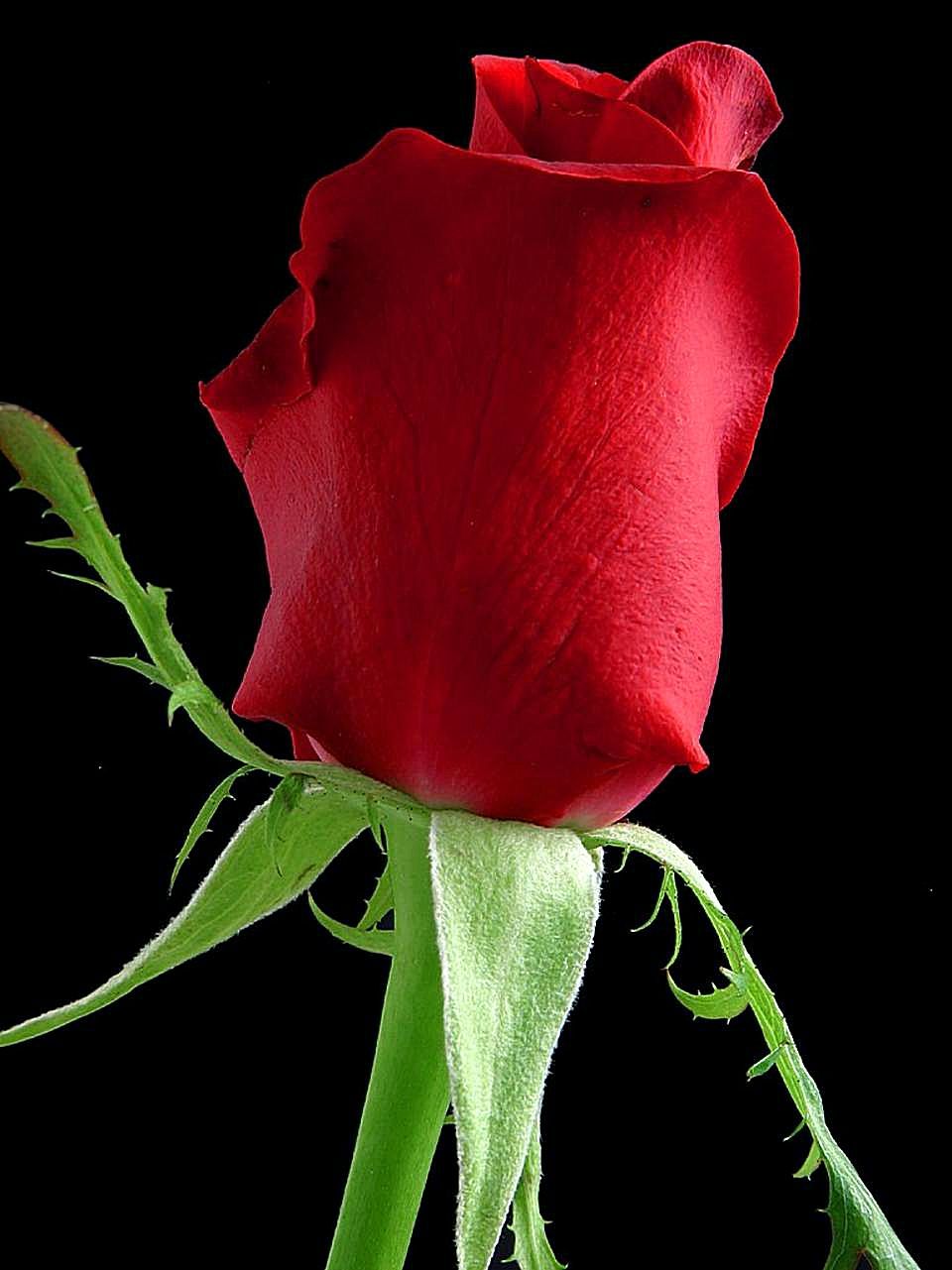 File Rose Flower Black Background Jpg Wikimedia Mons