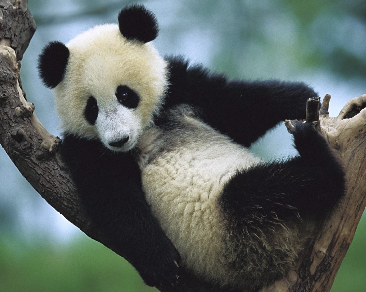 Funny Panda Wallpaper Widescreen Animal