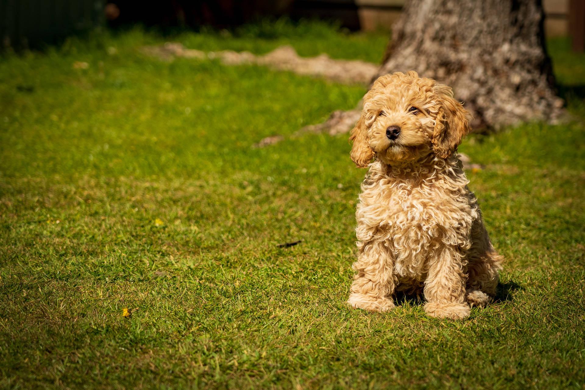 Brown Poodle Puppy On Grass Wallpaper