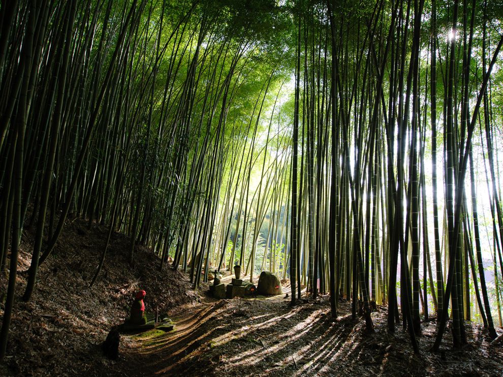 Bamboo Picture Japan Wallpaper National Geographic Photo Of The