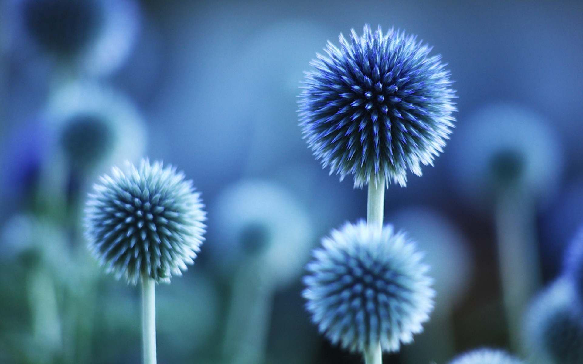 Flowers Wallpaper For Phone