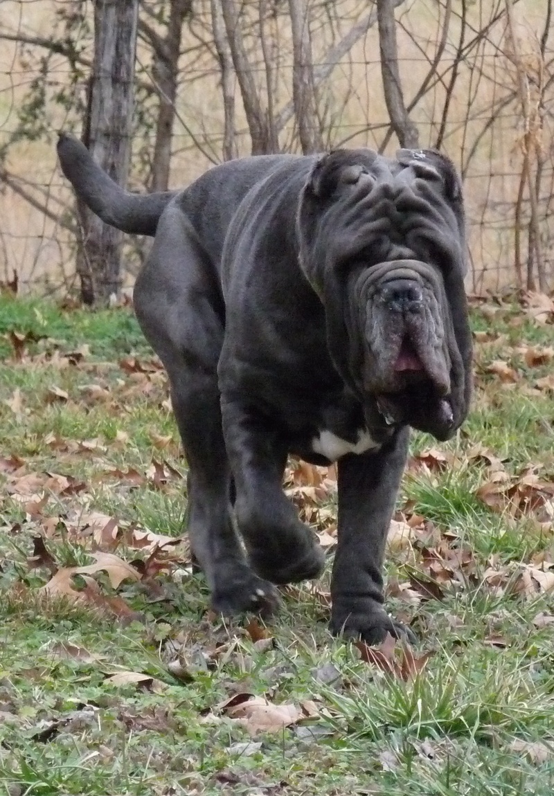 This Walking Neapolitan Mastiff puppy wallpapers viewed 5296 persons