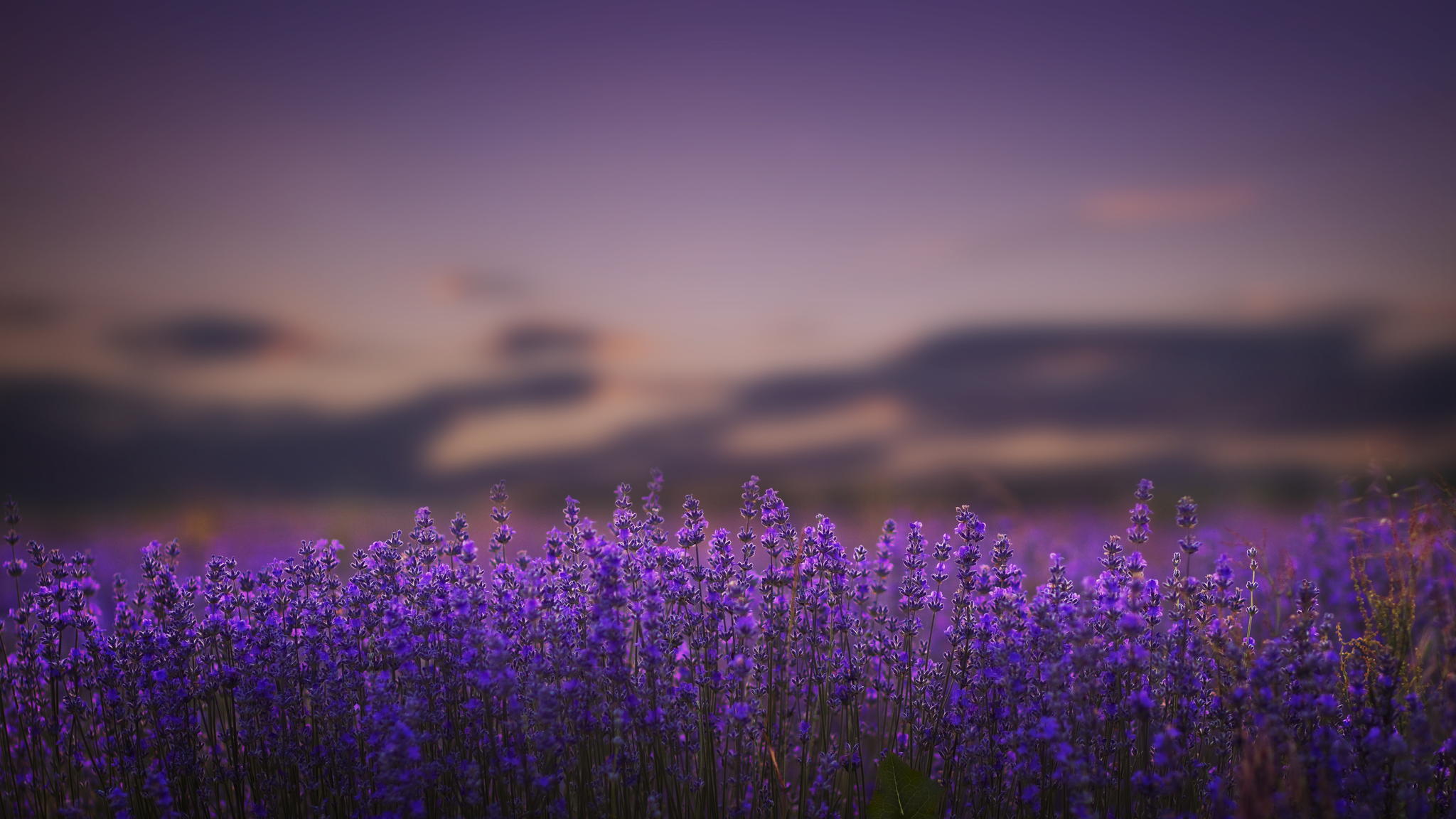Wallpaper lavender flowers lilac nature wallpapers flowers