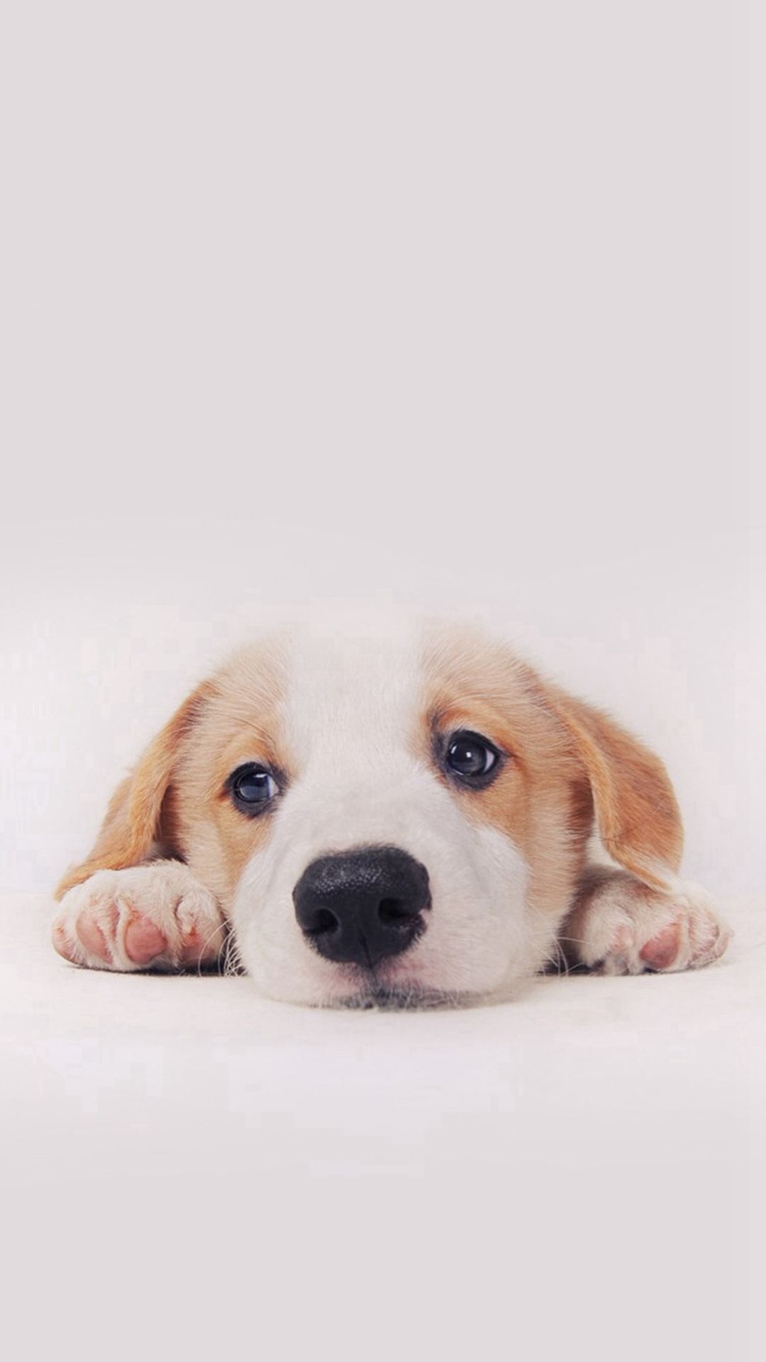 6 cute dog iphone wallpapers for dog lovers Dog love wallpaper for phone