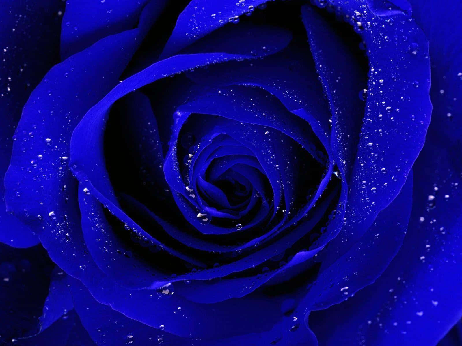 Blue Rose Wallpaper