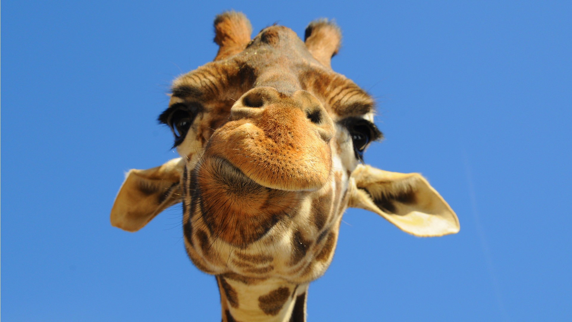 Pics Photos Giraffe Desktop Wallpaper