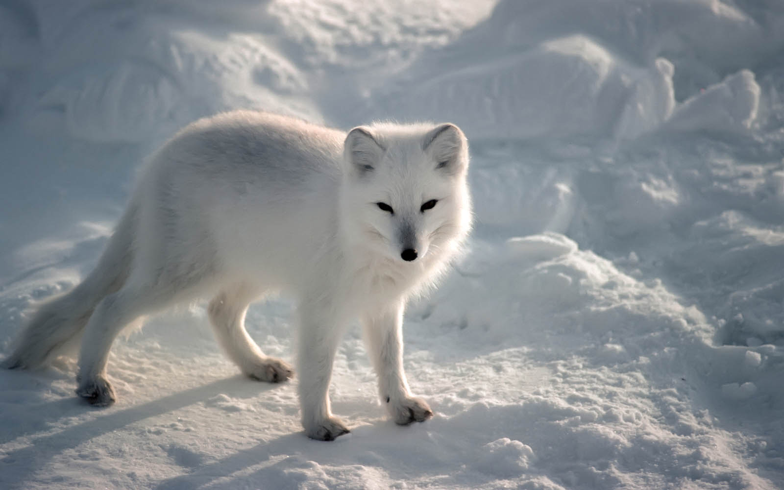 Arctic Fox Wallpaper Desktop