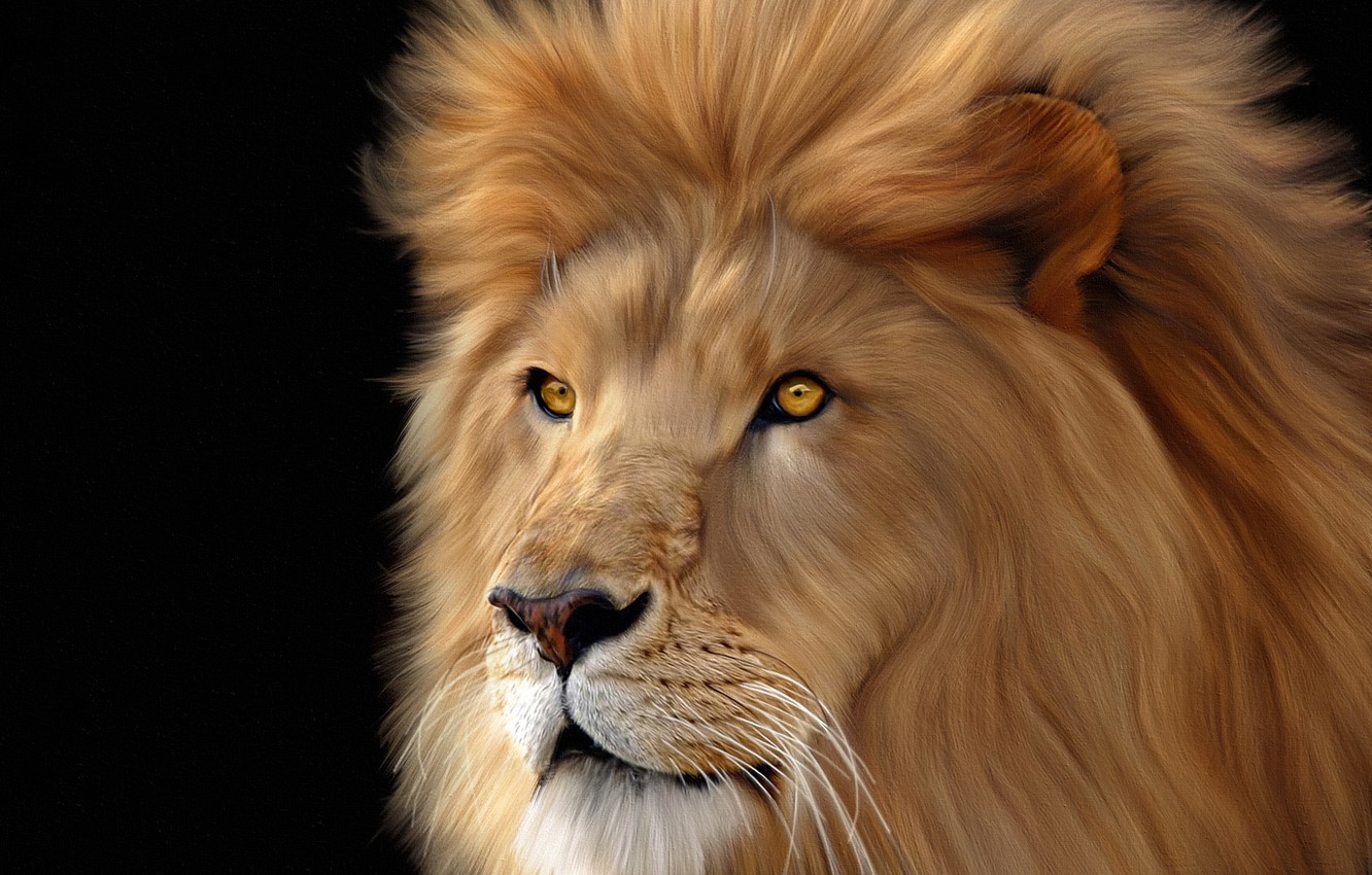 Wallpaper Face Background Leo Big Cats Lions Image For