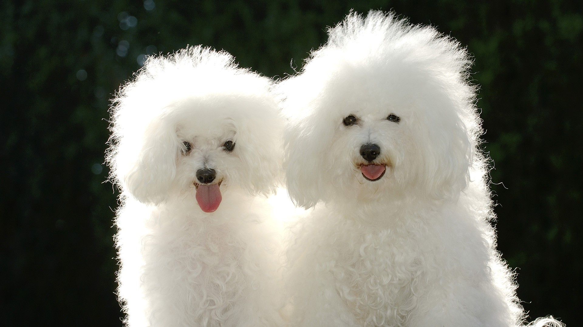Cute Toy Poodles Wallpaper For