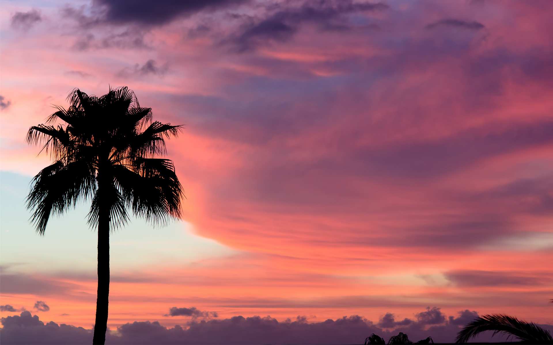 Desktop Palm Tree HD Wallpaper