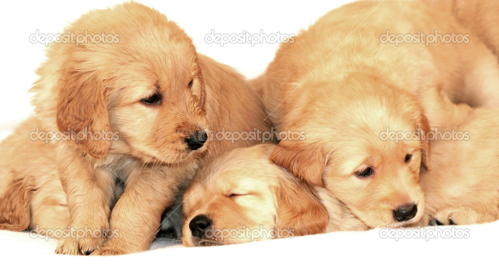 Golden Retriever Puppies Wallpaper HD Background
