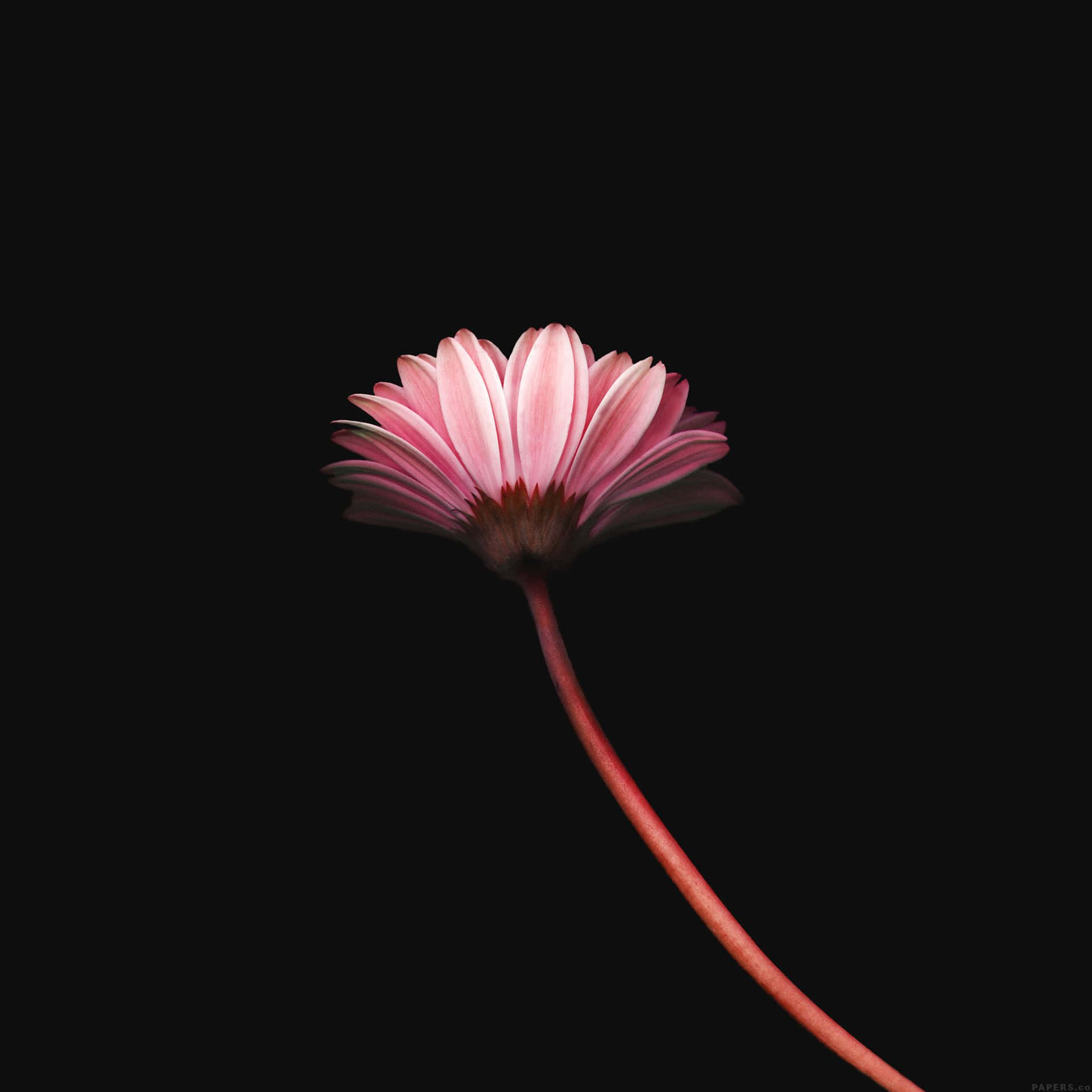 Simple Minimalist Wallpaper