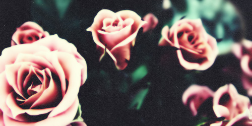 Tumblr Backgrounds Black And White Roses Pink garden of rosesjpg
