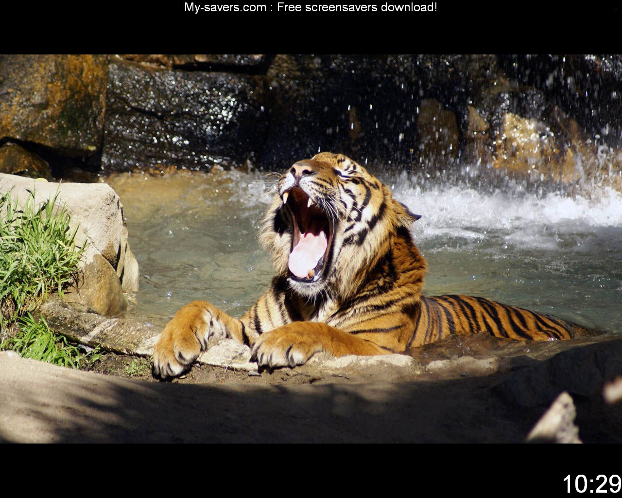 Free Tiger Pictures Screensaver screenshot 1   Tiger Pictures 1280x1024