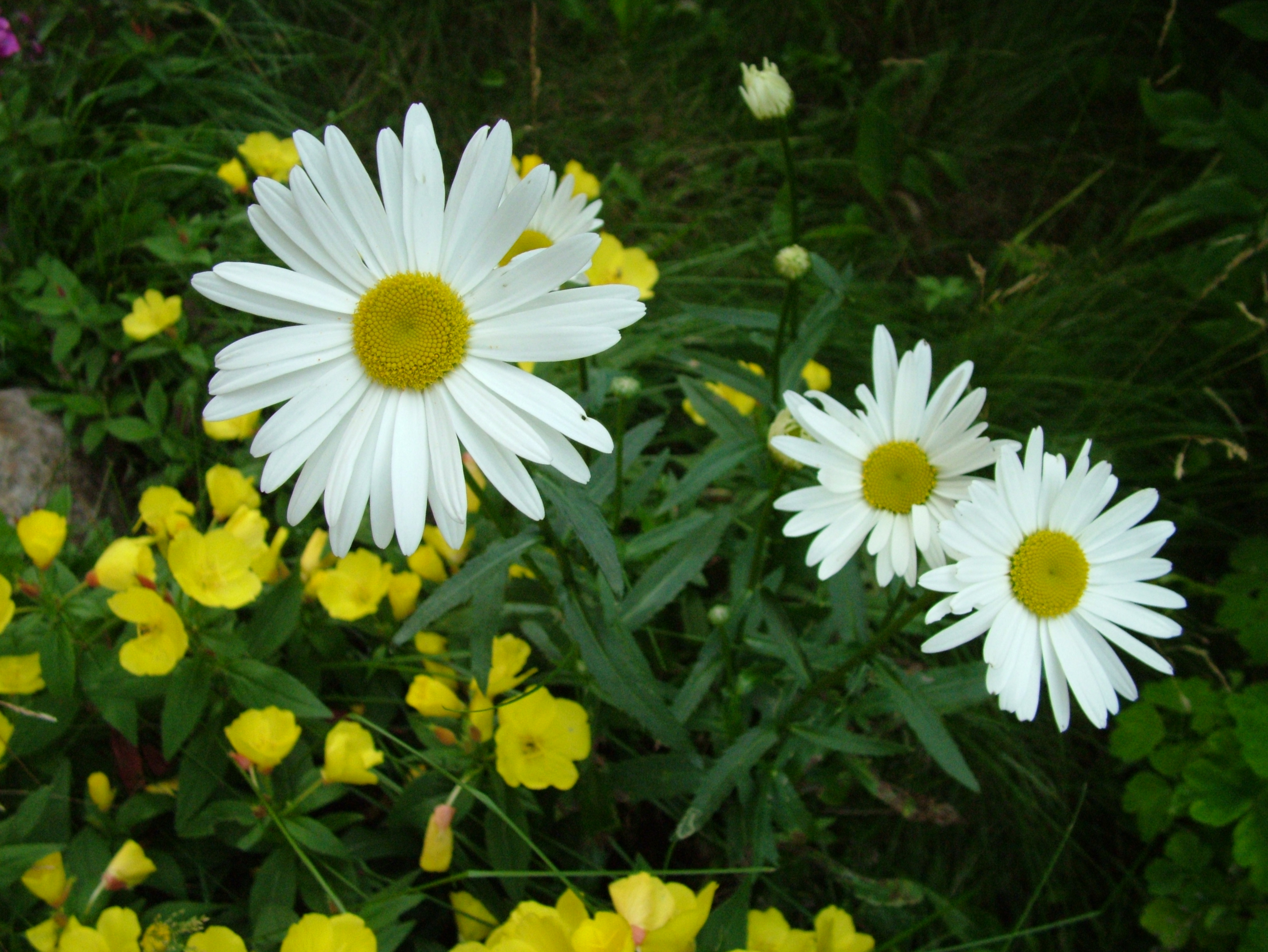 To Full Resolution Camomile Flowers Photo Of Charge