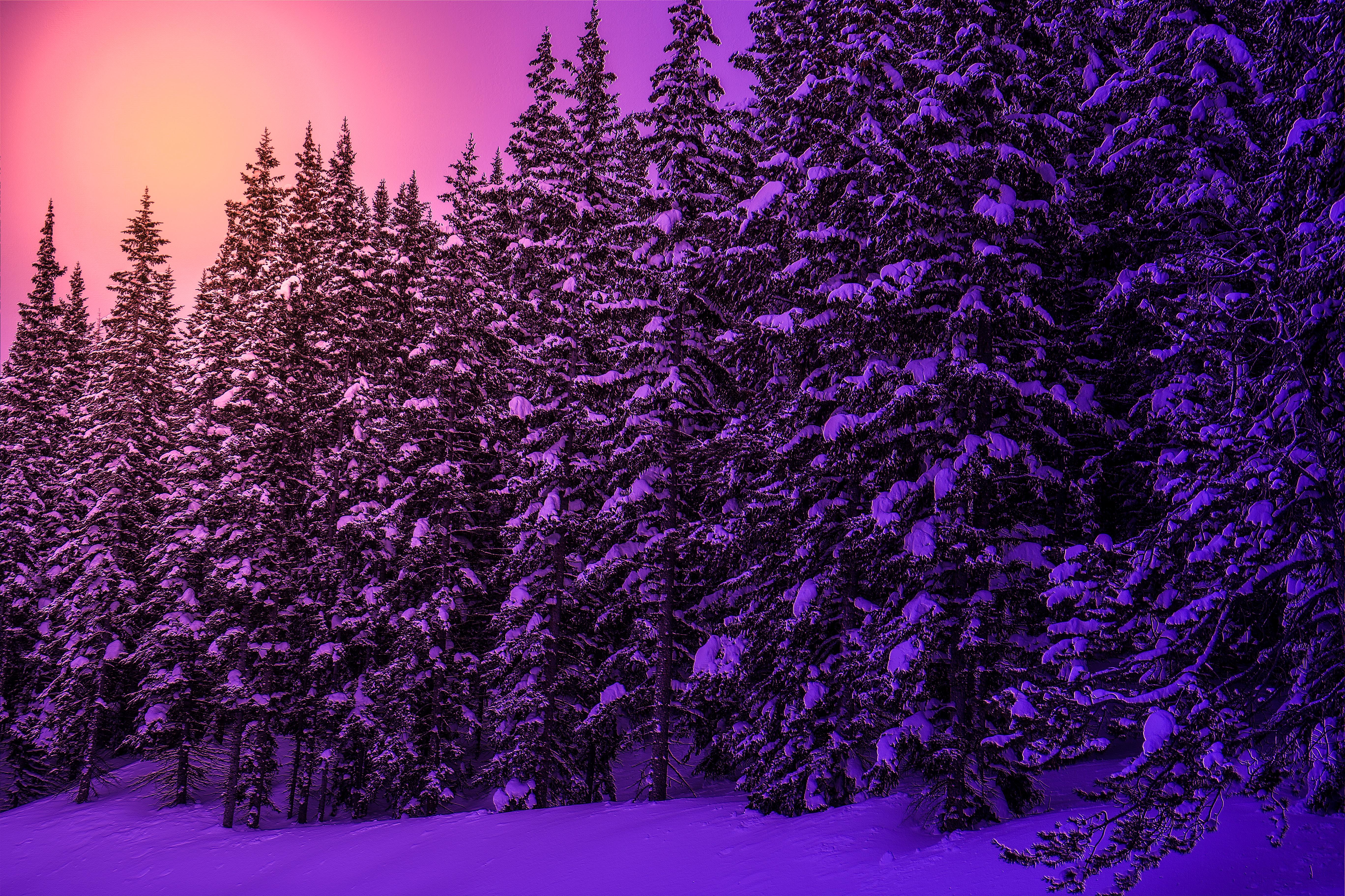 Winter Forest Sunset
