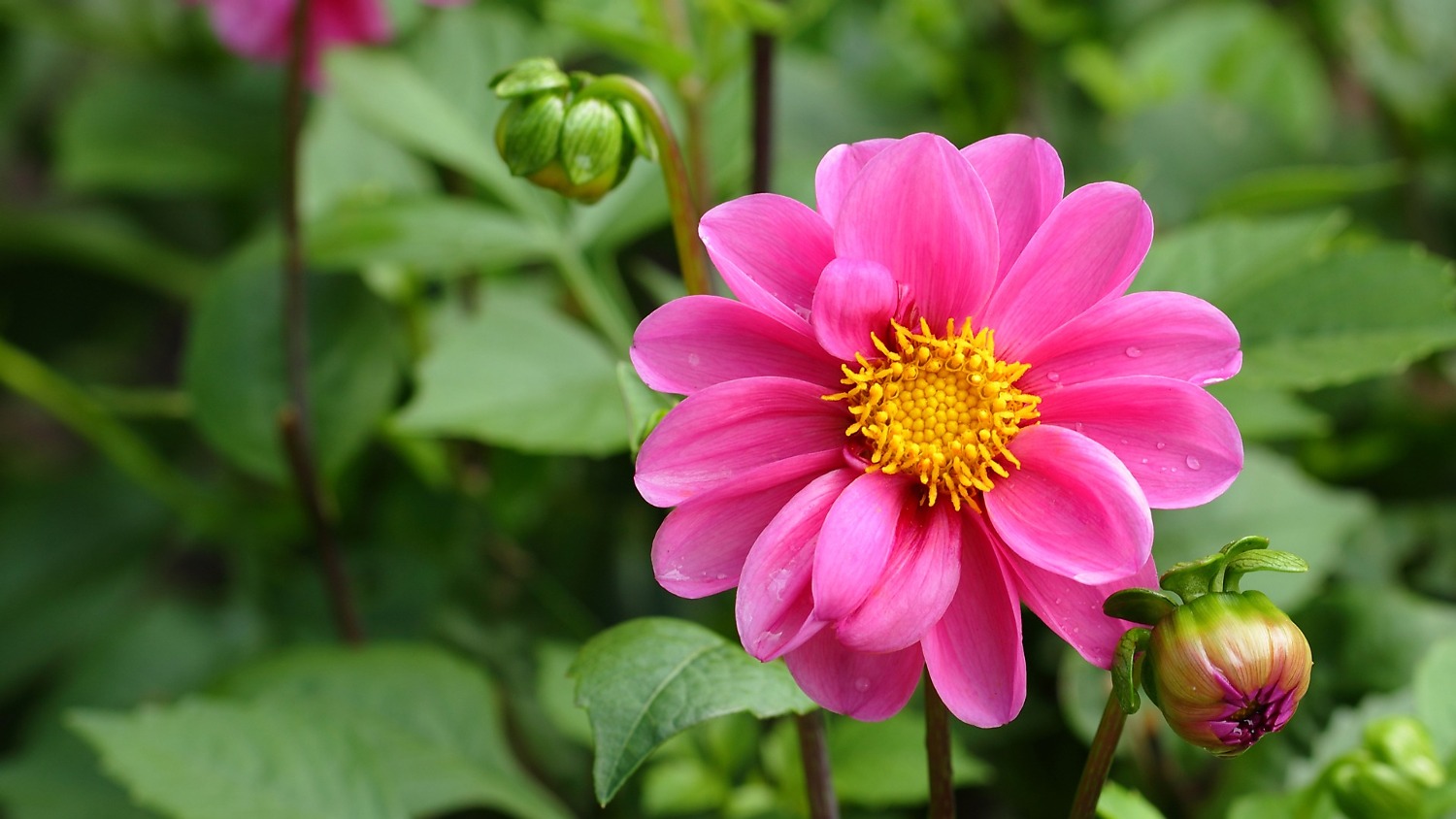 Beautiful Nature Flower HD Wallpaper Flowers And Natures On Rediff