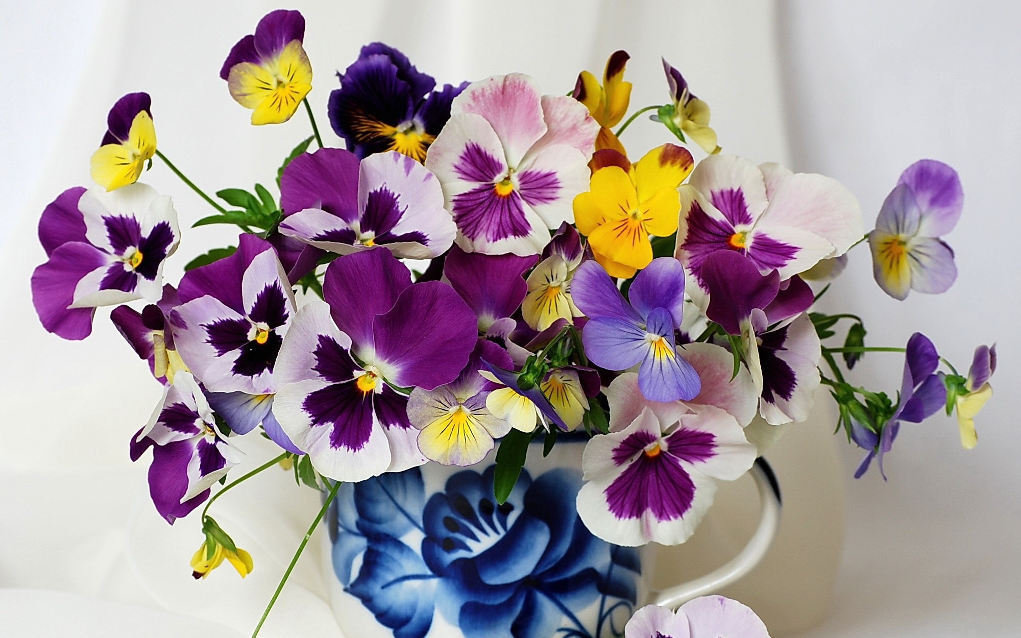 Violet Pansy Wallpaper And Image Pictures Photos