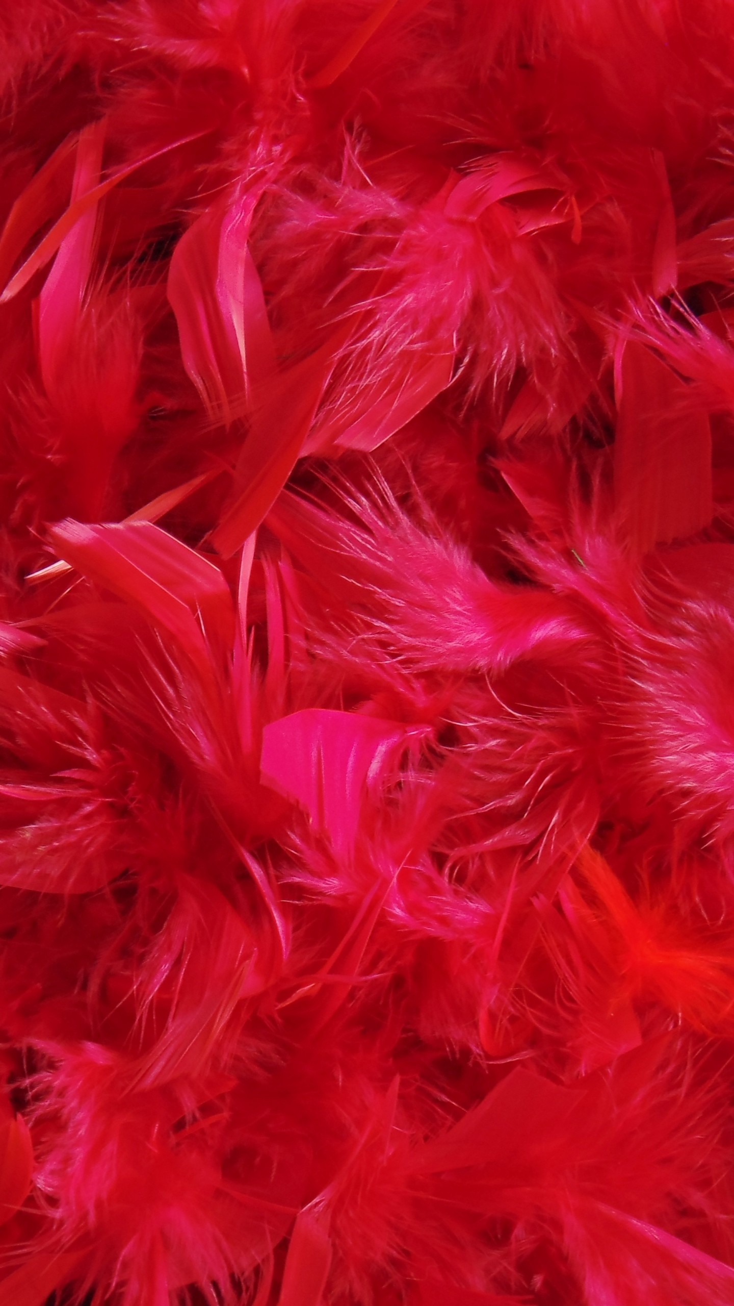 Feathers Down Red Wallpaper