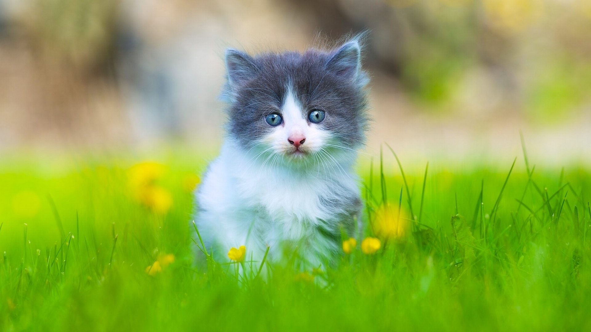 Cute Baby Kitten Standing On Green Grass Field 4k Wallpaper