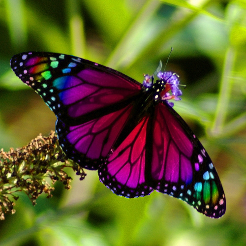 Wnp Wallpaper Pictures Rainbow Beautiful Butterfly