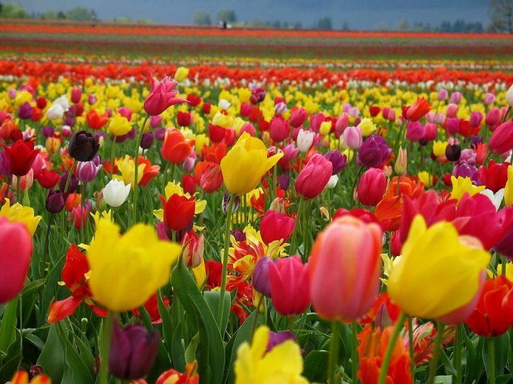 Holland Tulip Farm Screensaver Wallpaper