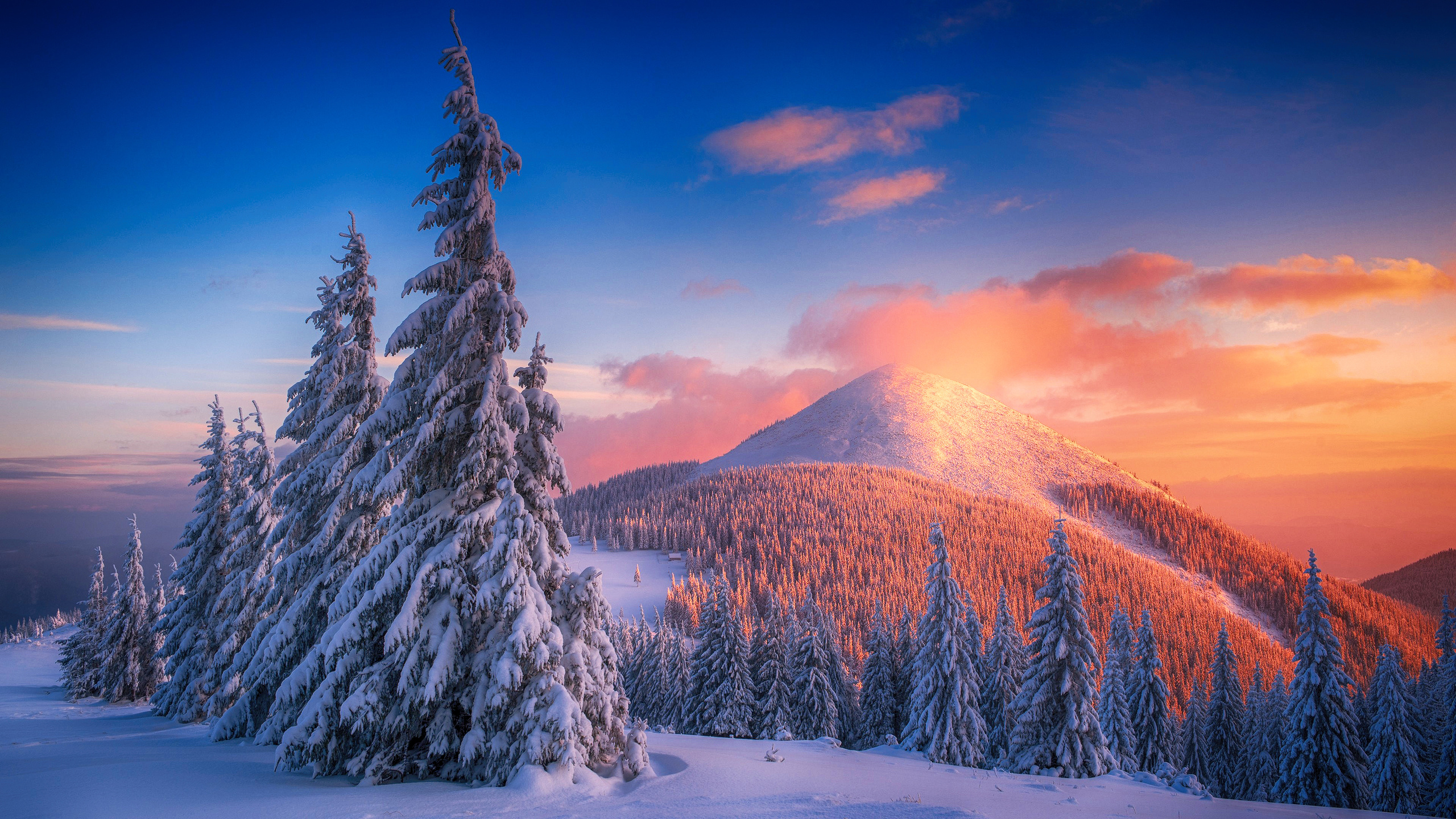 Snowy Pine Trees And Mountains 4k 1440p Resolution HD Wallpaper