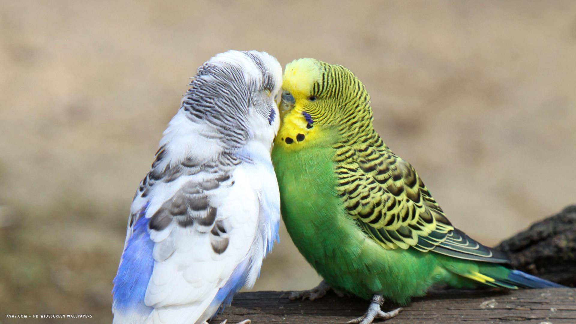 Budgie Budgies Love Birds Kissing HD Widescreen Wallpaper