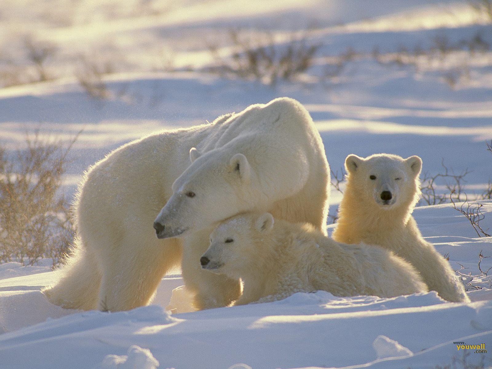 Youwall Polar Bears Wallpaper