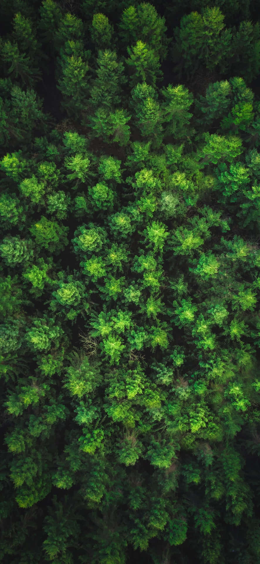 Trees iPhone Wallpaper