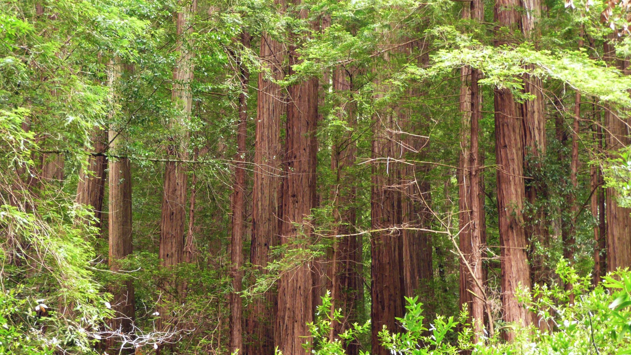 Mlewallpaper Redwood Trees