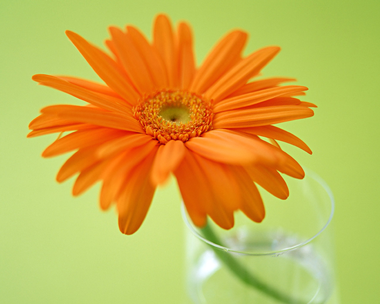 Gerber Daisy Wallpaper Images Pictures   Becuo 1280x1024
