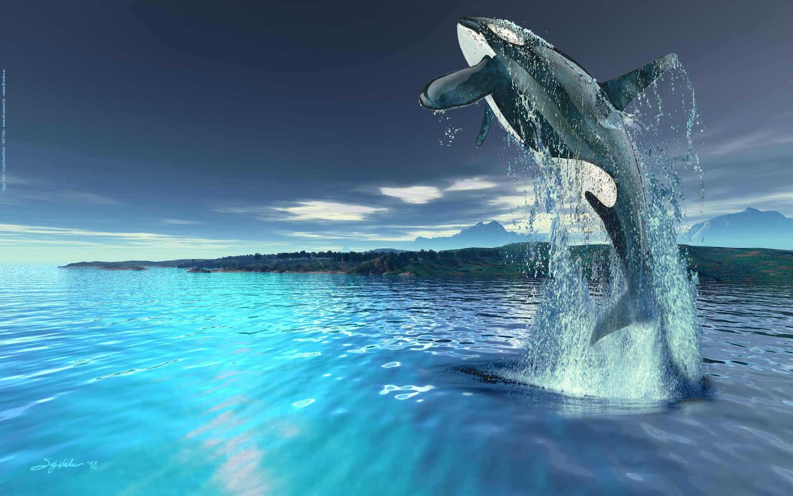 Killer Whales Wallpaper