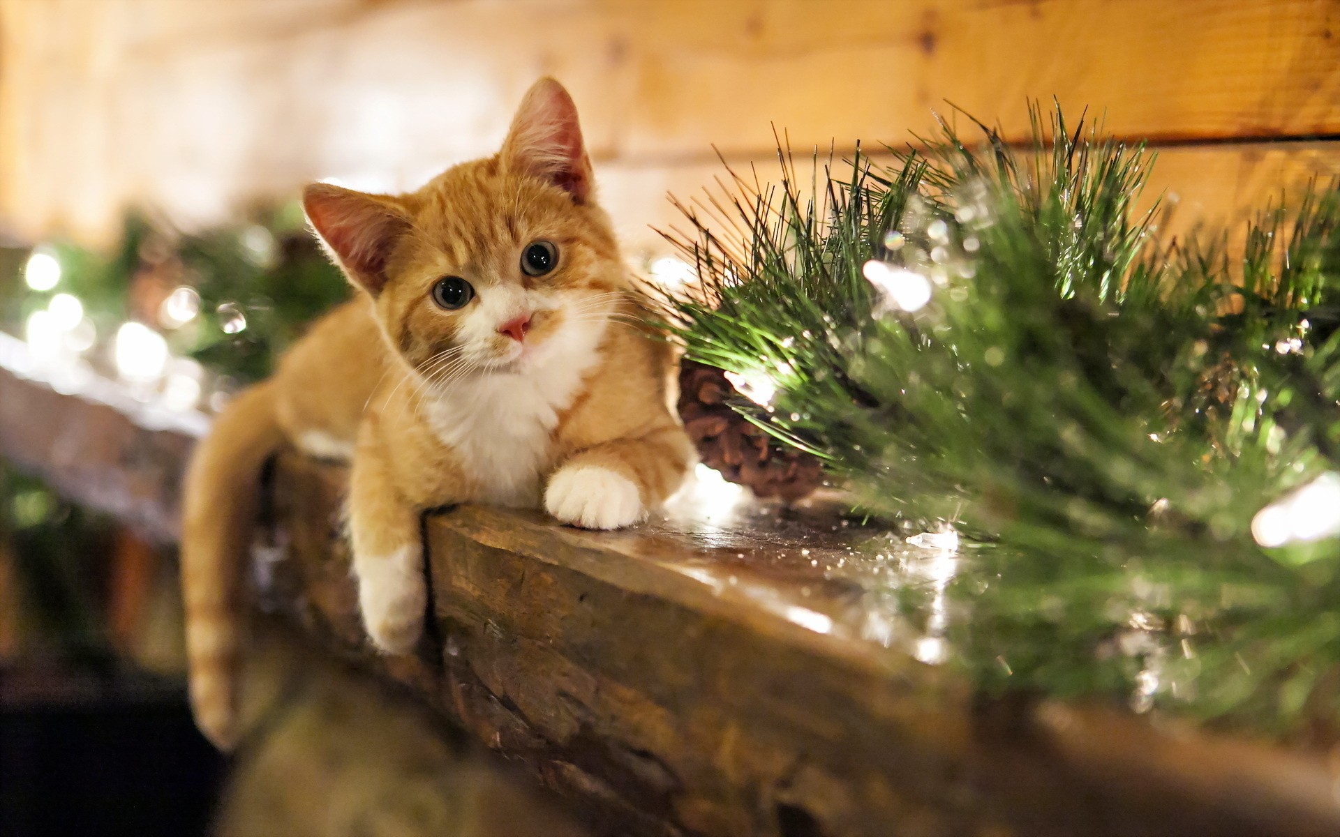Christmas Kitten Wallpaper Stock Photos
