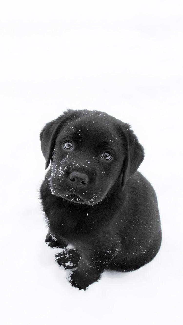 iPhone And Android Wallpaper Black Labrador Puppy For