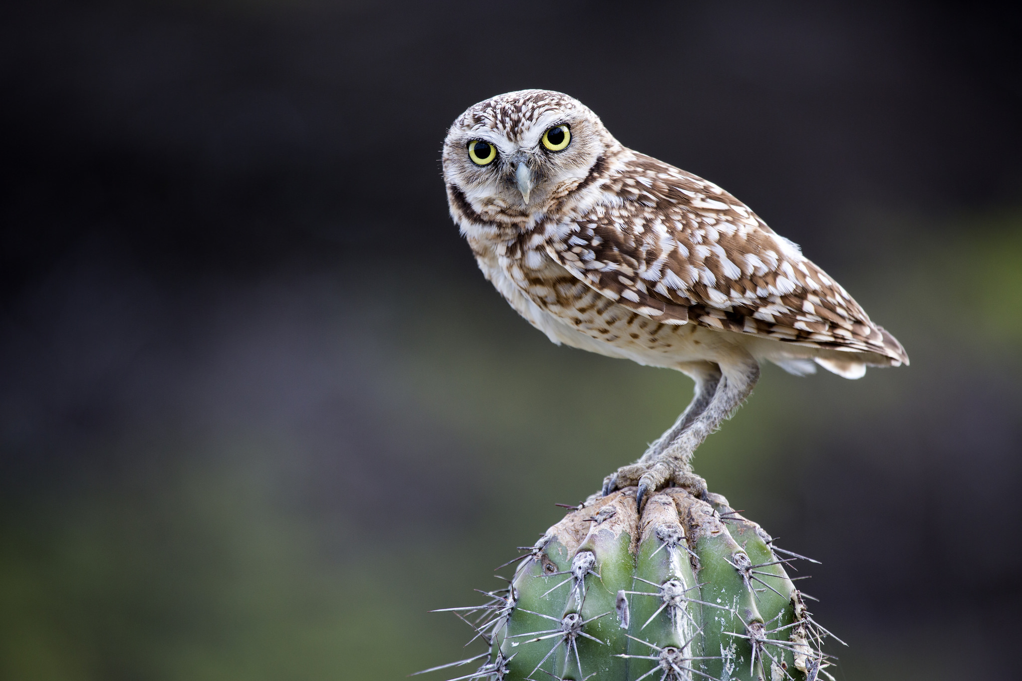 Wallpaper Cactus Bird Owl Burrowing Look Animals