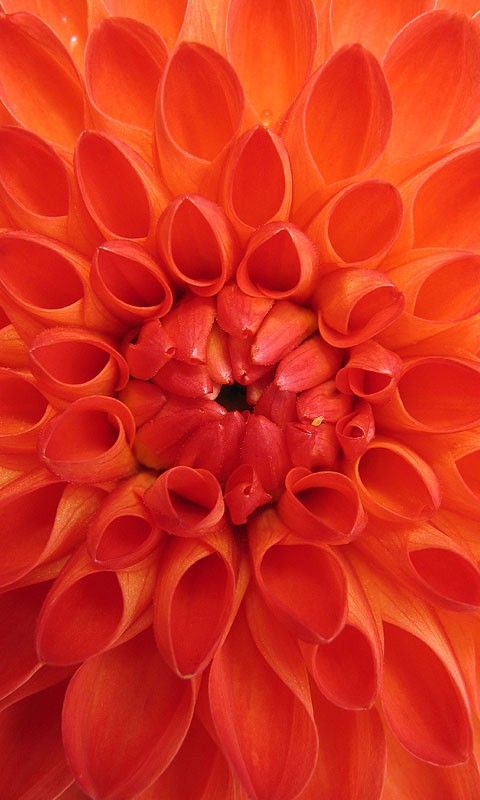 Orange Flower Mobile Phone Wallpaper HD