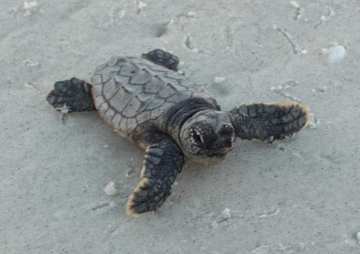 Baby Hawksbill Sea Turtle