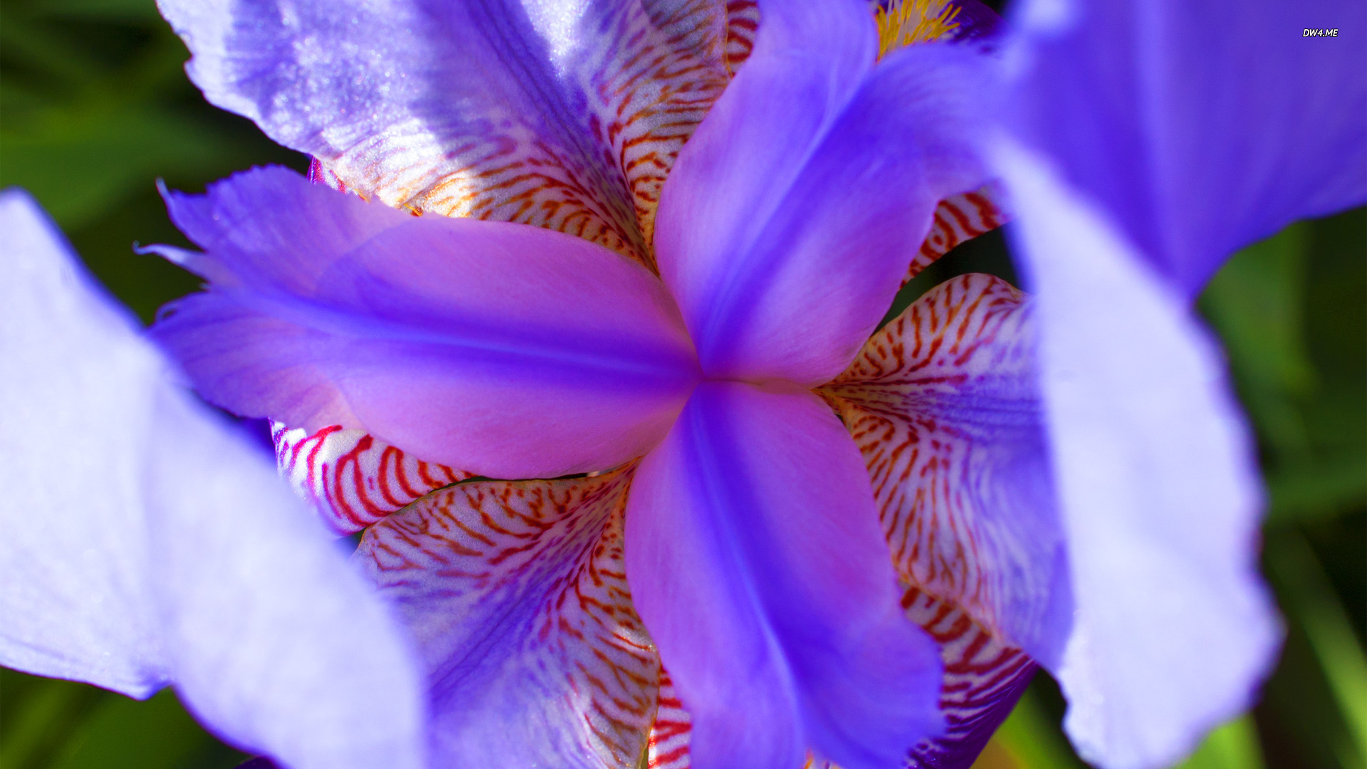 [44+] Purple Iris Wallpapers | WallpaperSafari