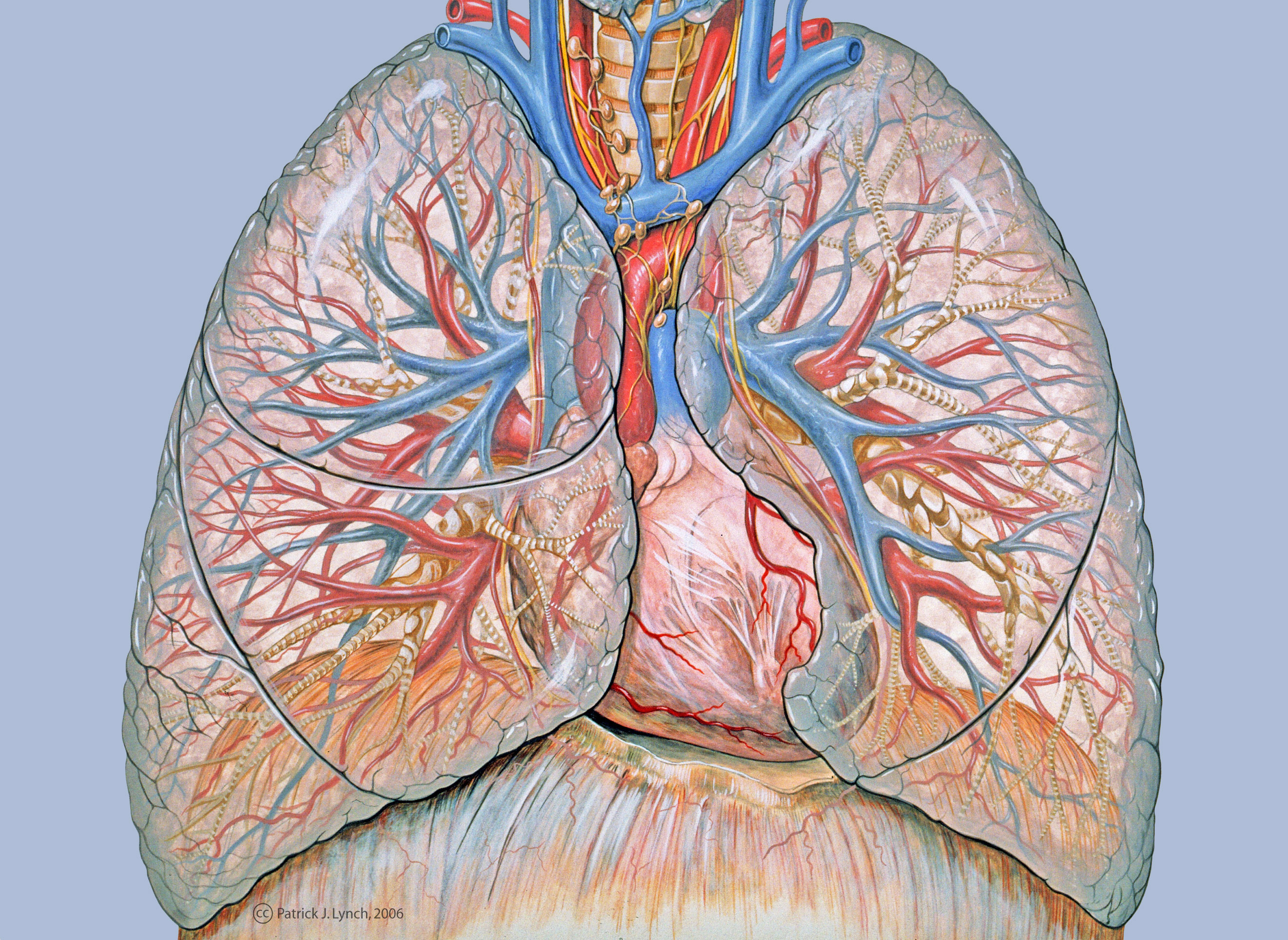  are viewing anatomy lungs lung hd wallpaper color palette tags anatomy